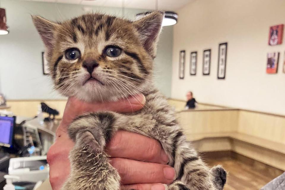 Kitten Fished Out of a Drainage Pipe