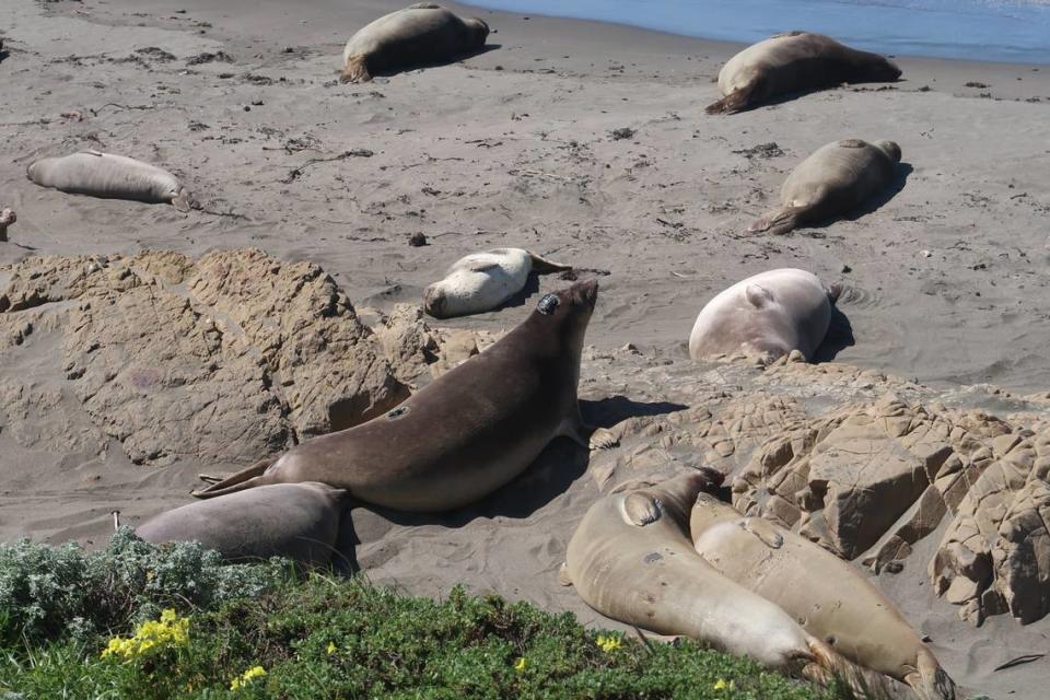Gigi and other female elephant seals are on the Piedras Blancas beach north of San Simeon for their annual skin molt.