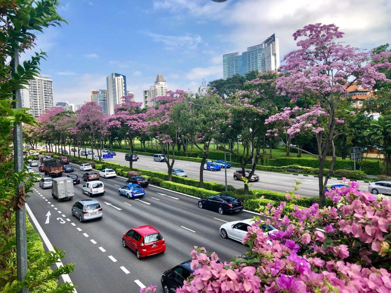 Trumpet trees flowering in Singapore along Central Expressway, near Moulmein Flyover. (PHOTO: National Parks Board)