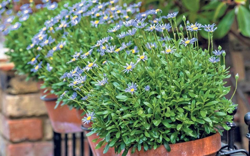 Brachyscome ibiderifolia ‘Brachy Blue’ (Swan River daisy) - GAP Photos / Nicola Stocken