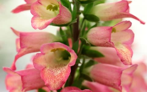 Foxglove digitalis 'Illumination Pink' - Credit: Clara Molden