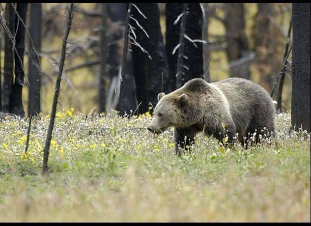 Yellowstone's Grizzly Bear. (Terry Tollefsbol, USFWS / Flickr)