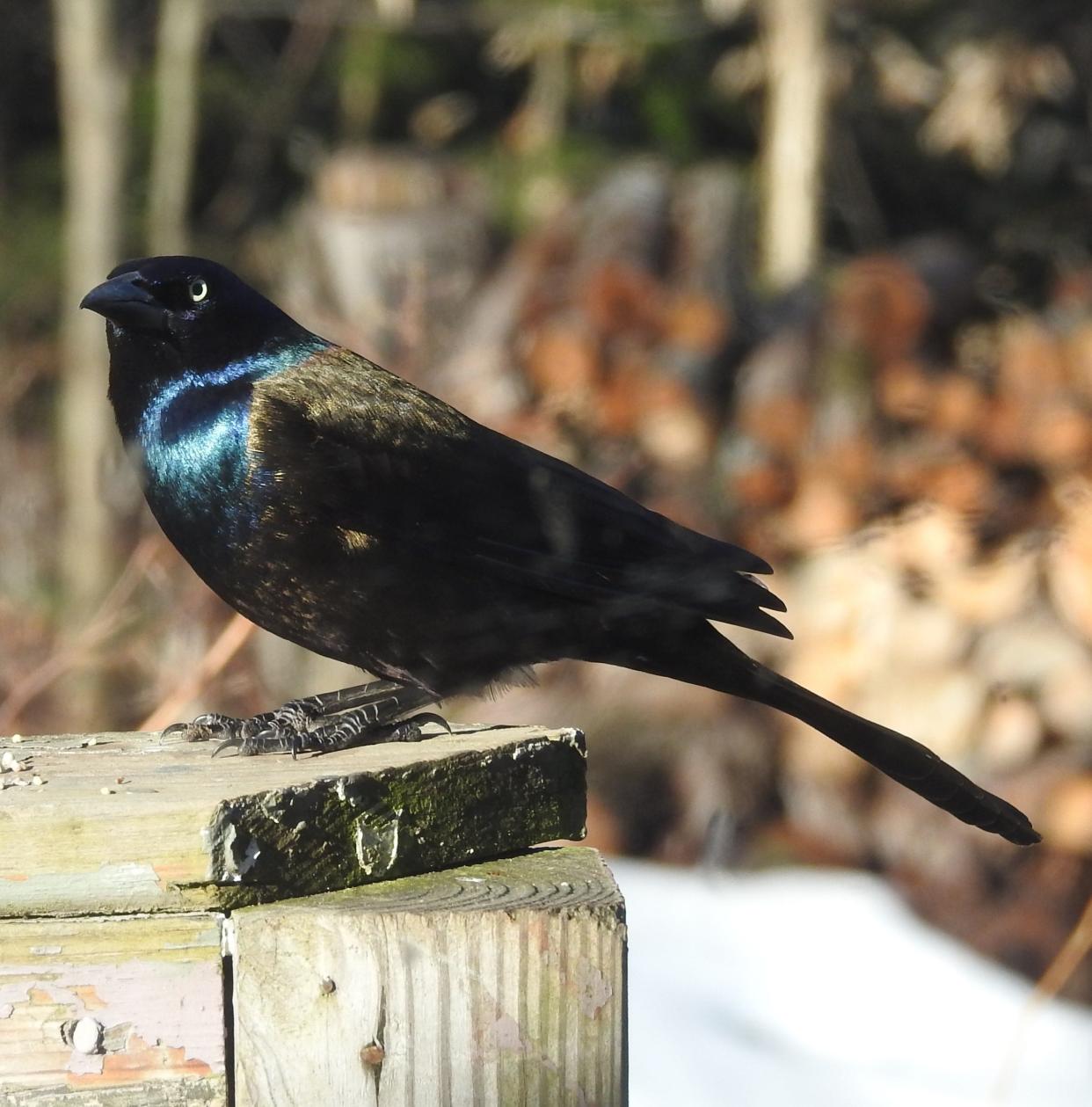 Common grackles (Quiscalus quiscula) are iridescent black birds with long tails, long beaks and relatively long legs.