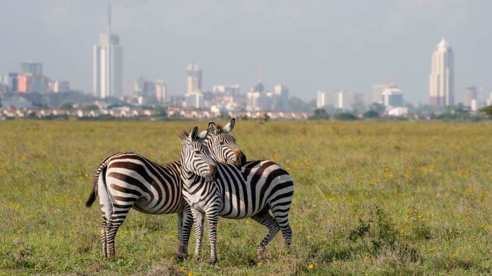 Zebras in Nairobi National Park graze with the skyline of the capital behind them in this file photo. - Shutterstock