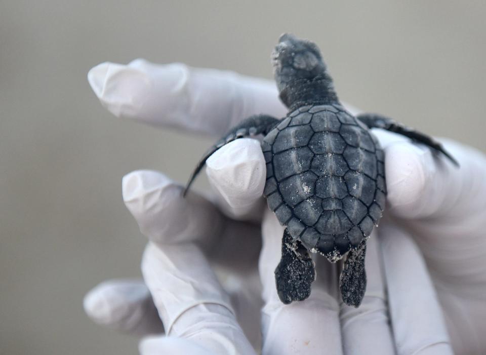 A baby Kemp's Ridley sea turtle is held by a volunteer, Friday, July 23, 2021, at Padre Island National Seashore. These turtles are federally endangered.