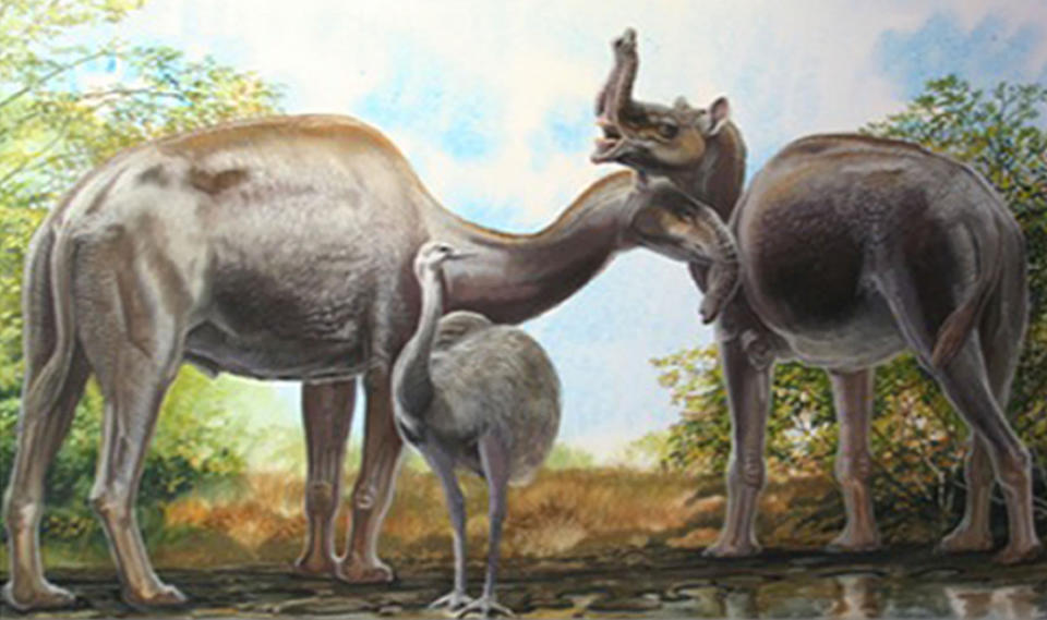 BEST QUALITY AVAILABLEUndated Peter Schouten handout illustration of South American native ungulates Macrauchenia patachonica which had some unusual adaptations, possibly including a mobile proboscis as a 200-year-old evolutionary puzzle surrounding a group of animals described by Charles Darwin as 