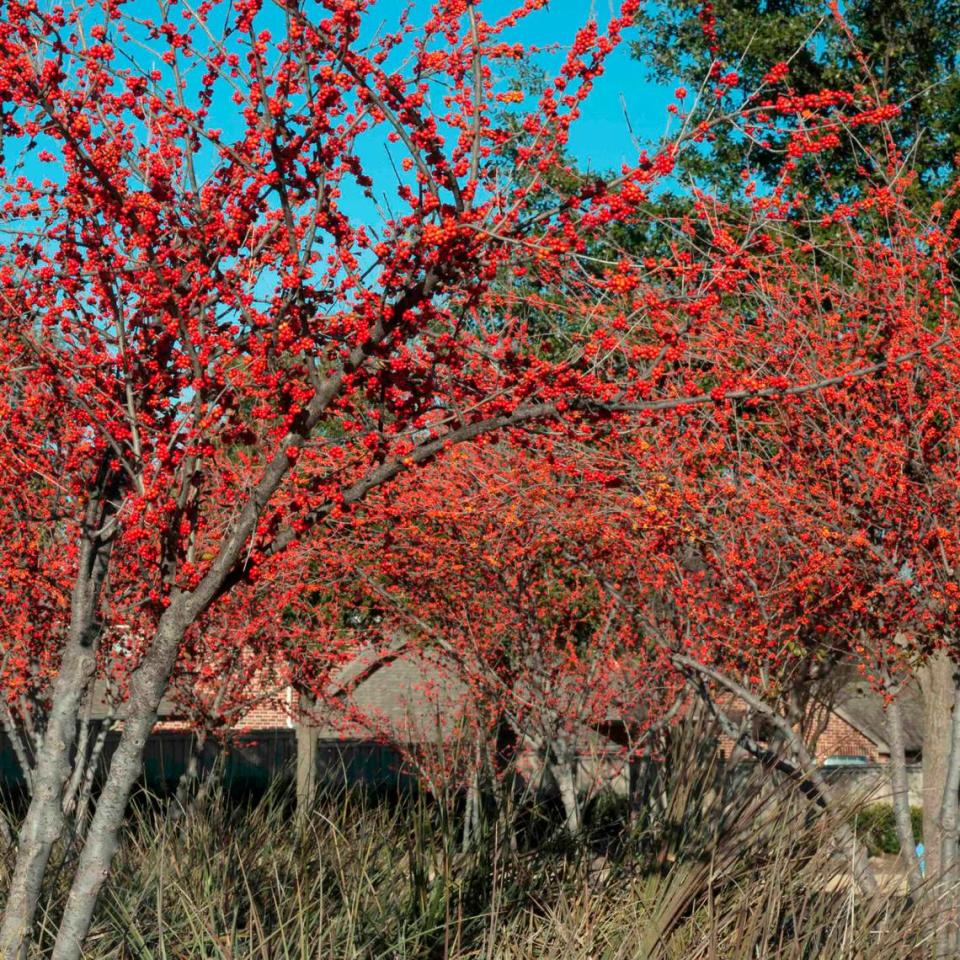 Warren’s Red possumhaw holly in the winter.