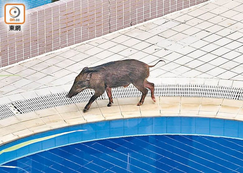 野豬在泳池邊徘徊。