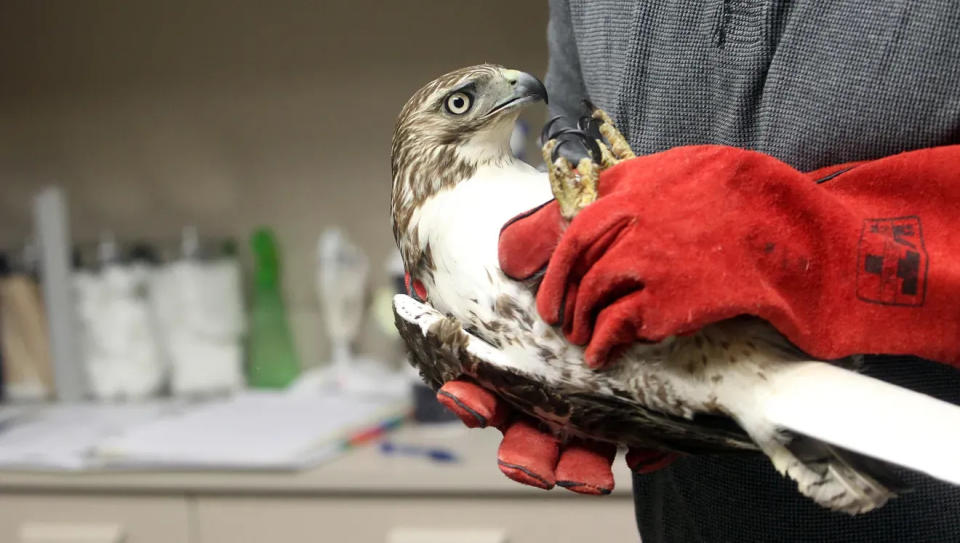 See birds like this injured juvenile red-tailed hawk at the Iowa Raptor Center.