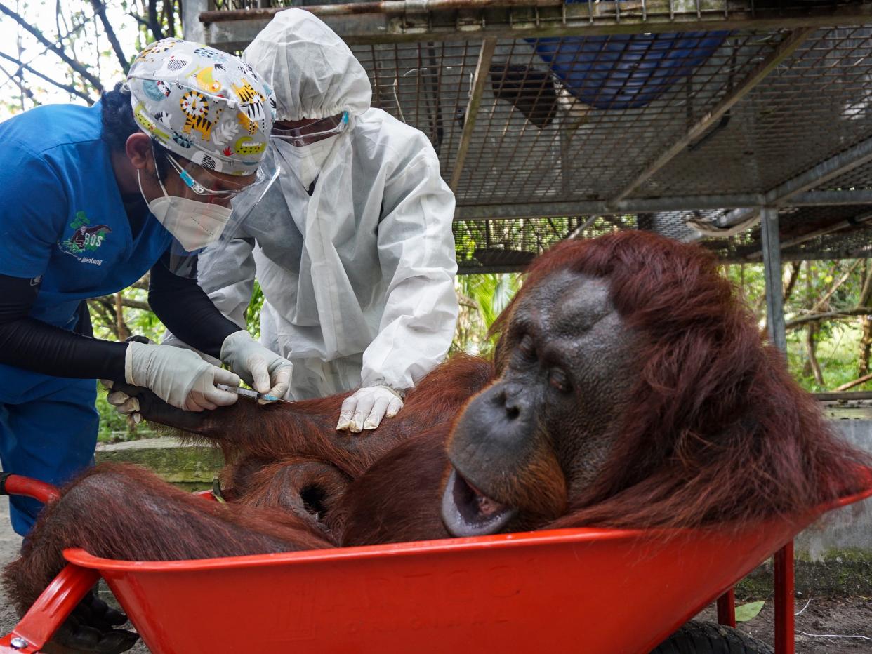 A sedated orangutan in a wheelbarrow ahead of its release into the wild on Borneo, Indonesia (EPA)