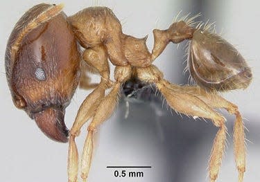 Big-headed ant
