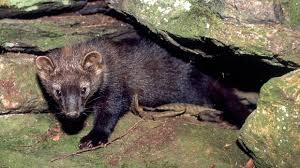 It's fisher cat season, and there are a few things Massachusetts residents can do to deal with the creatures.