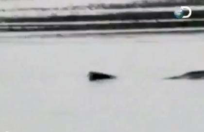 Seeungeheuer in USA: „Nessie von Alaska“ gesichtet (Bild: Screenshot YouTube)