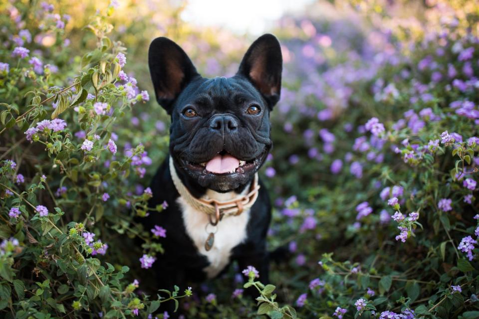 French Bulldog