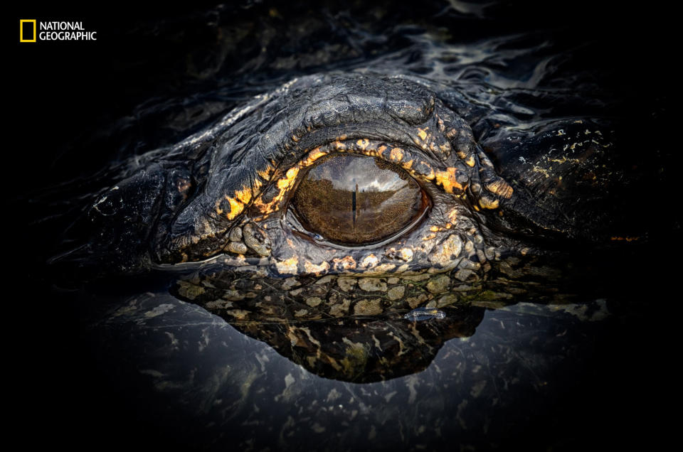 The Eye Of A Gator