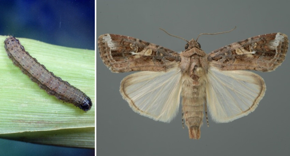 The armyworm (left) and the moth (right).