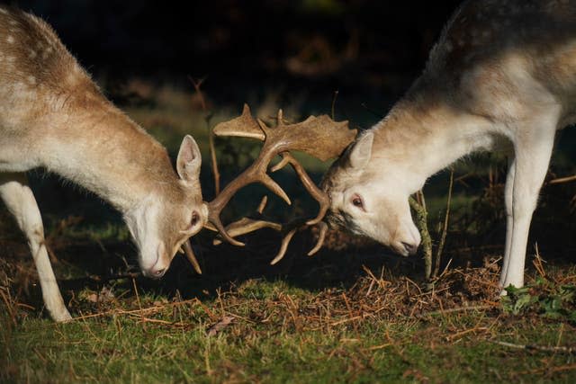 Fallow deer at Bradgate Park in Leicester during a cold and bright morning