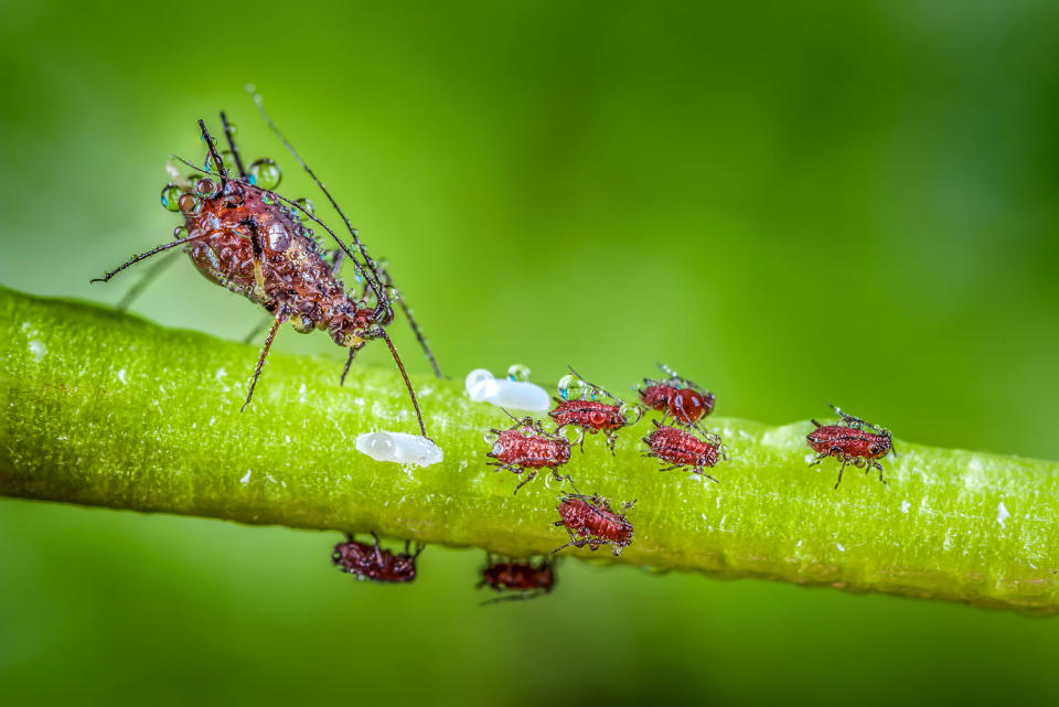 Fantastic photography of insects and water droplets