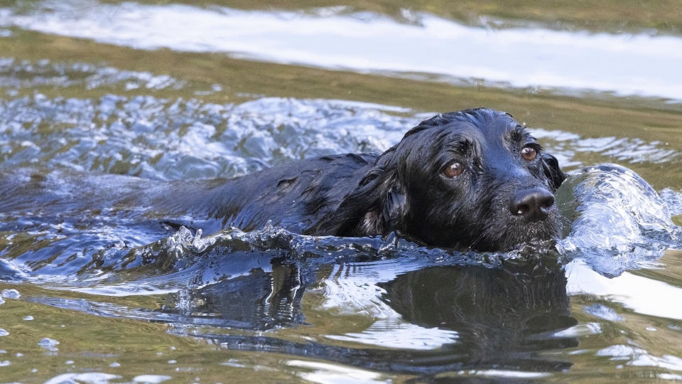 Cocker spaniel swimming powerfully