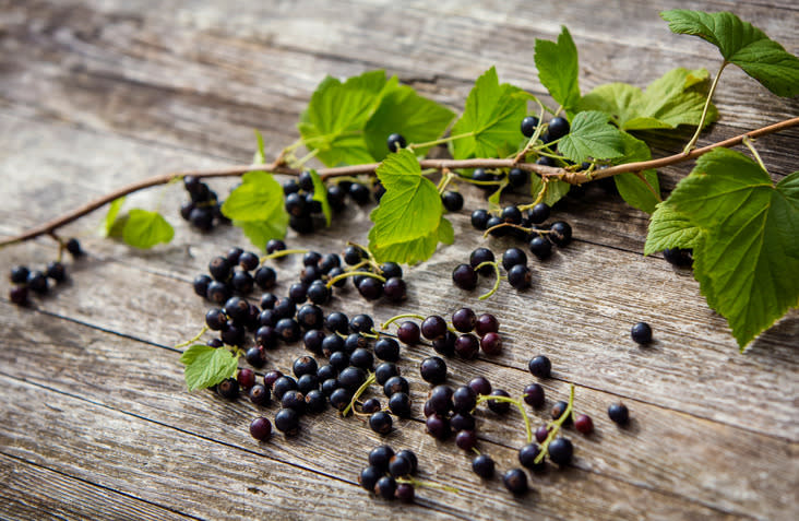 <p>Praktisch identisch mit den trendigen Goji-Beeren sind die schwarzen Johannisbeeren. Sie liefern viele Vitamine, unter anderem Vitamin C, und 21 Mineralien sowie Spurenelemente. Dazu haben Johannisbeeren nur 1/7 des Kaloriengehalts von Goji-Beeren. Wenn das nicht für regionales Superfood spricht. (Bild-Copyright: mrs/Getty Images)<br></p>