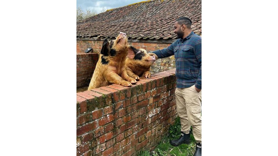 JB gill with pigs 