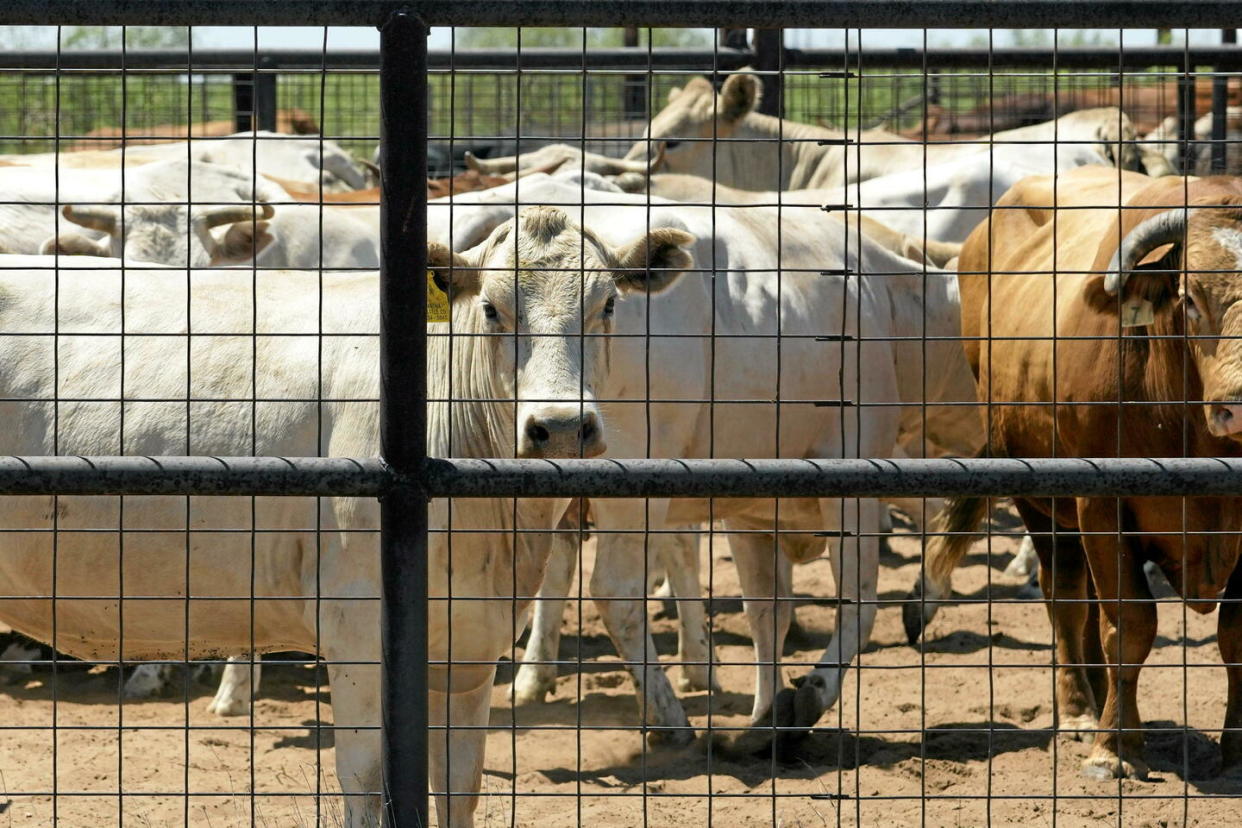 Un premier cas de transmission du H5N1 du bovin à l'homme a été détecté, le 2 avril dernier, aux États-Unis.   - Credit:Eric Gay/AP/SIPA / SIPA / Eric Gay/AP/SIPA