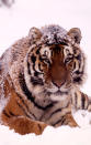 Tiger – Less than 3,200 remain in the wild, we have lost 97% of our wild tigers in just over a century. World Wildlife Fund has put together a top 10 list of endangered species to be on the look-out for in 2012. © Kevin Schafer / WWF-Canon <br> <br> <a href="http://WorldWildlife.org/how" rel="nofollow noopener" target="_blank" data-ylk="slk:Help protect their future by visiting www.WorldWildlife.org/how to see what you can do to make a difference for our planet.;elm:context_link;itc:0;sec:content-canvas" class="link ">Help protect their future by visiting www.WorldWildlife.org/how to see what you can do to make a difference for our planet. </a>