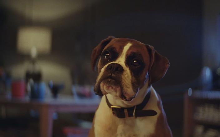 The boxer, who's real name was Biff, played a staring role in the advert - John Lewis