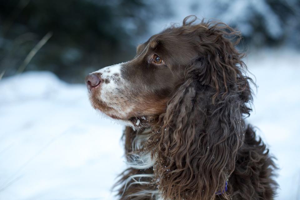 english springer spaniel