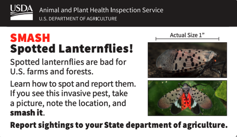 If you see a spotted lanternfly, smash it, officials say.