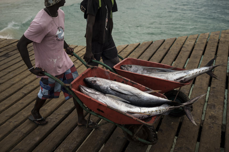 Fishermen carry tuna in Santa Maria, island of Sal, Cape Verde, Friday, Aug. 25, 2023. This year’s marine heat waves and spiking ocean temperatures foretell big changes in the future for some of the largest fish in the sea, such as sharks, tunas and swordfish. (AP Photo/Felipe Dana)