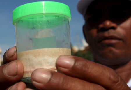 A health official shows the mosquitos which were collected to check for Zika virus, at a village in Phnom Penh, Cambodia February 4, 2016. REUTERS/Samrang Pring -