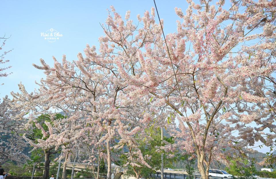 南投埔里｜國道6號最後一個出口 賞花旗木