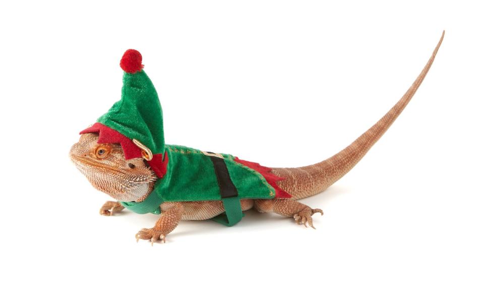 It's an age-old story: The family is enjoying the holidays all decked in holiday gear while the beloved bearded dragon gets left out in the cold. That travesty ends now, thanks to this <a href="https://www.petsmart.com/reptile/habitats-and-decor/habitat-accessories/merry-and-brightandtrade-elf-bearded-dragon-costume-61222.html" target="_blank" rel="noopener noreferrer">elf costume</a> perfectly designed for the celebration-loving reptile in your life.