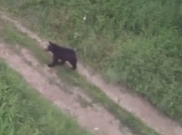This photo shows a black bear on Point Breeze in Dennison behind Claymont Intermediate School. It was a taken from a Smart Way communications tower.