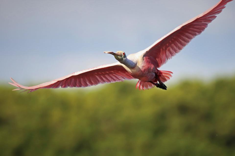 A roseate spoonbill at Ding Darling. Taken with a Canon Rebel T6i at f/5.6, ISO=500 and 1/2000 sec.