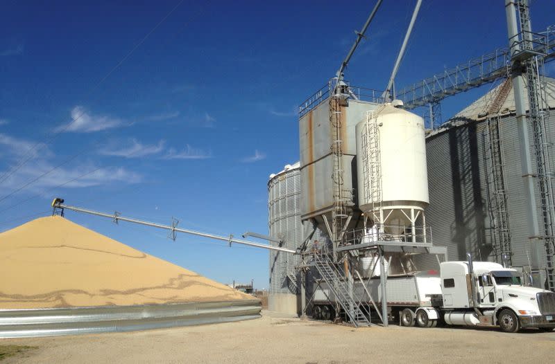 FILE PHOTO: A truck is loaded with corn next to a pile of soybeans at Matawan Grain & Feed elevator near New Richland Minnesota