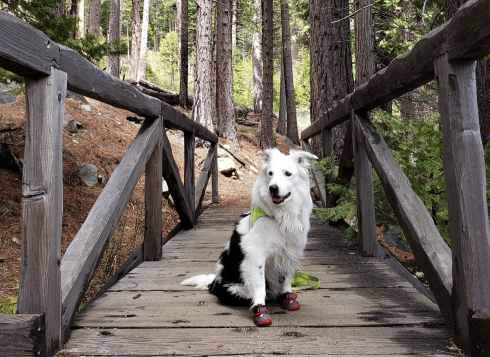 A dog wearing shoes