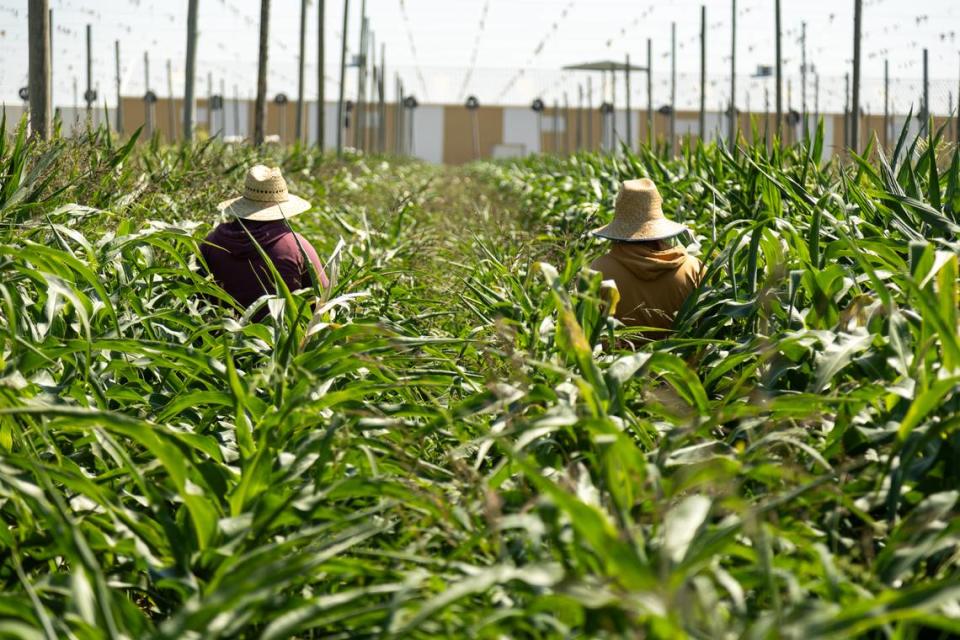 Two farmworkers walking down the lane of corn, taking off the tops of the plants to encourage growth Daniel Ramirez