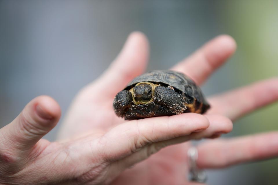 Florida’s only native tortoise, the gopher tortoise, becomes more active, foraging for food and searching for a mate in the spring. A baby gopher tortoise is shown in this photo taken Nov. 13, 2018.