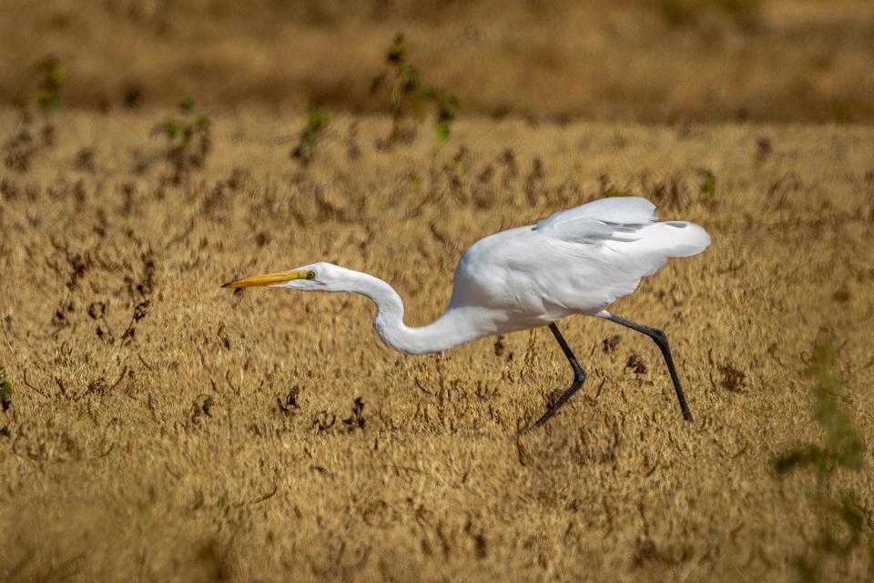 Fred Norman of Stockton used a Canon 6D to photograph an egret hunting at the Cosumnes River Preserve near Thornton.