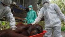 Orangutan released into the Borneo island