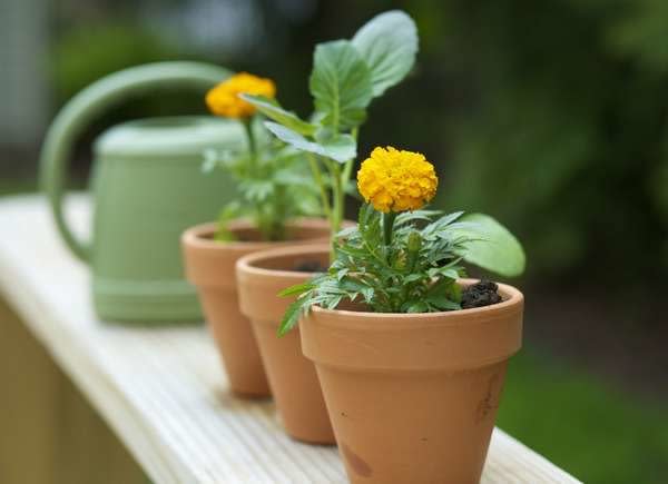 Marigold starts in terracotta pots on a deck railing.