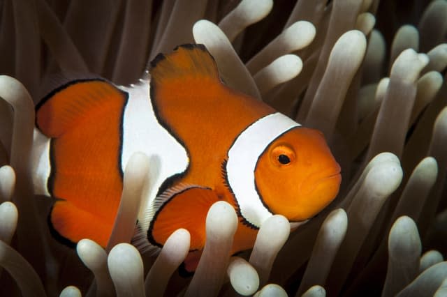 False Clownfish