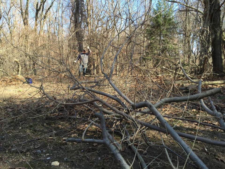 Remove overgrowth from the yard before shrubs and trees leaf out.<p>Emily Fazio</p>