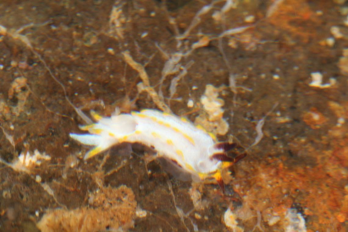 A Naisdoris aurornata, or golden sea slug.