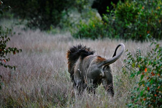 Real Life Lion 'King of the Serengeti' Dies in Africa