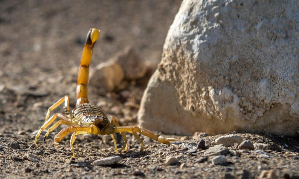 <span>Photograph: Khaled Desouki/AFP/Getty Images</span>