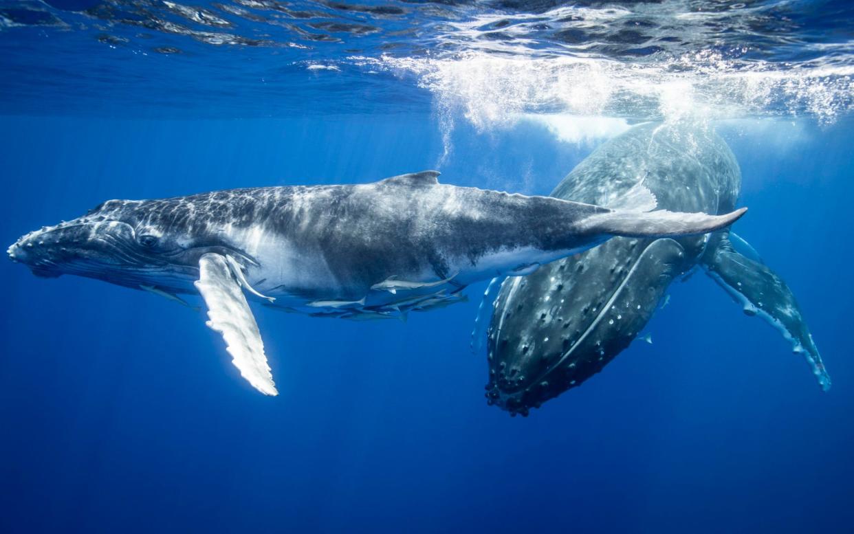 A humpback whale mother and calf off the coast of Tonga's Vava'u Island group