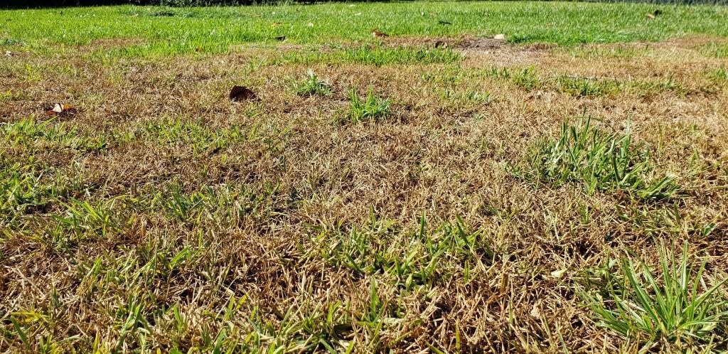 Chinch bug damage to St. Augustine grass appears as spreading patches of brown, dead grass.
